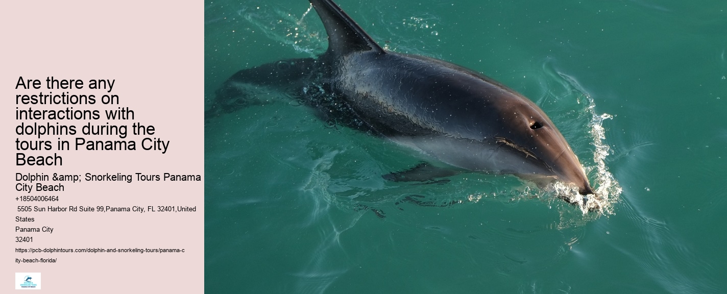 What is the average group size on a dolphin tour in Panama City Beach