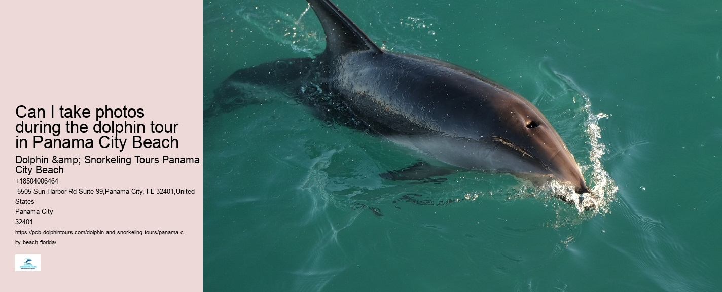 Panama City Dolphin Seafari Tours Panama City Beach Fl
