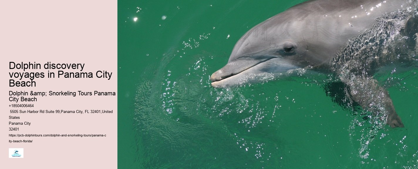 Panama City Beach Florida Dolphin Swim