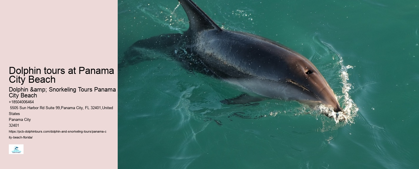 Panama City Beach dolphin discovery excursions