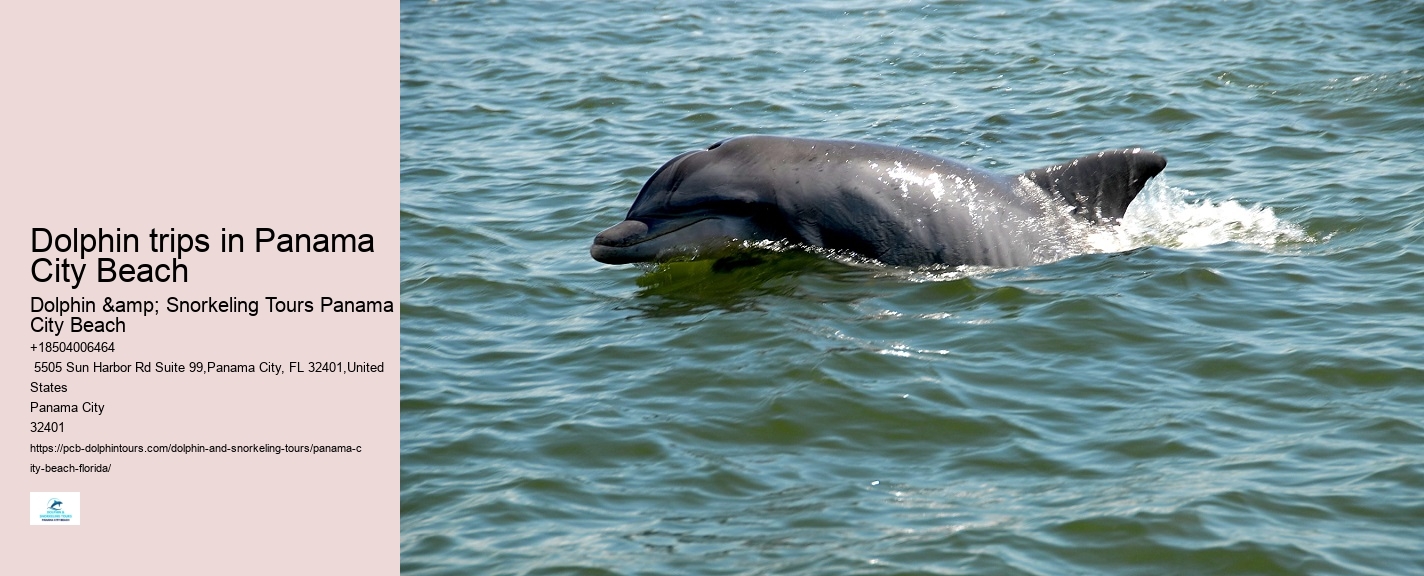 Dolphin Tours Near Me