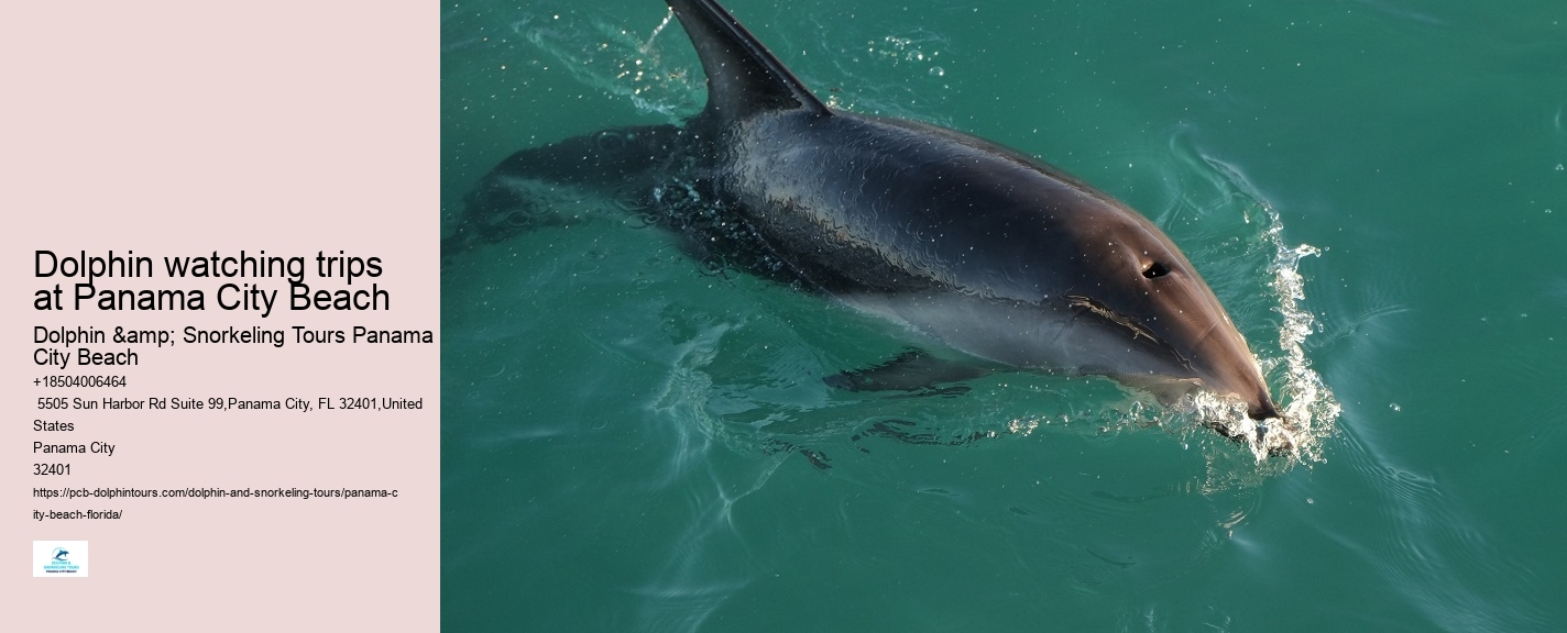 Tours to see dolphins in Panama City Beach