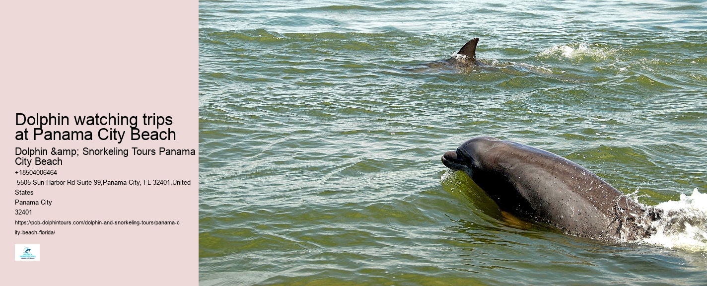 Top Panama City Beach Dolphin Watching