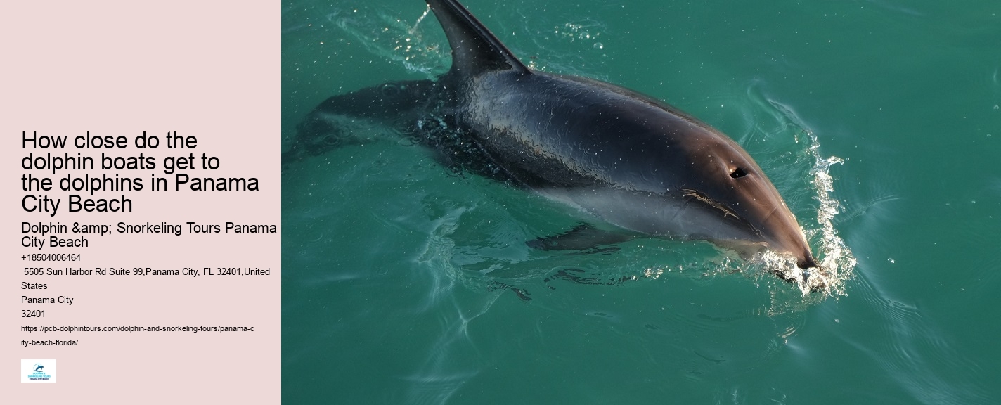 Dolphin Tours Near Me