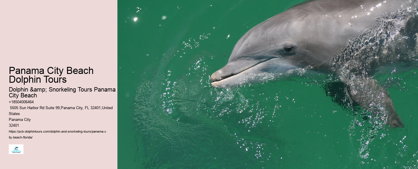 PCB Dolphin Spotting Cruises
