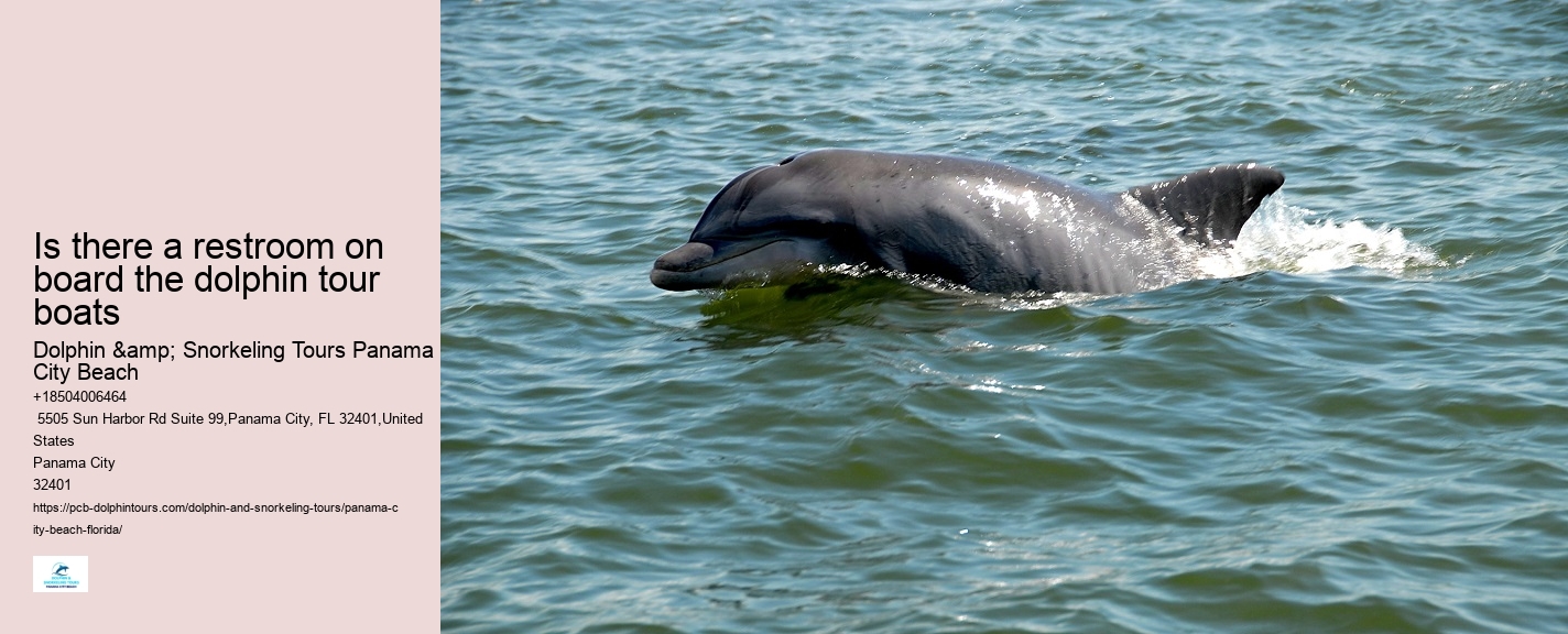 Why You Should Not Swim With Dolphins