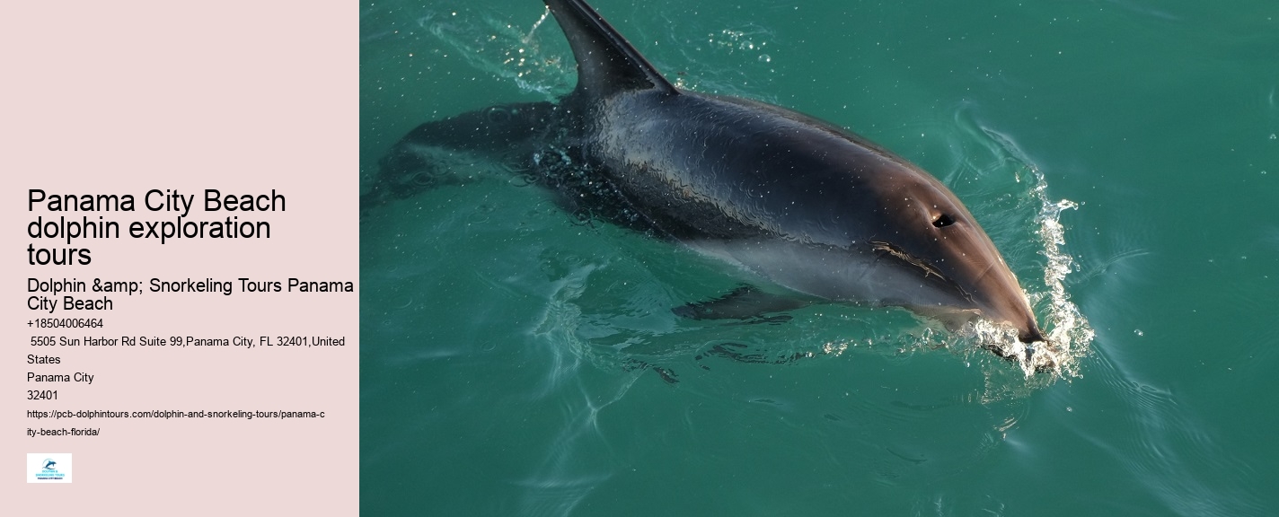Dolphin Tours Panama City Beach Fl