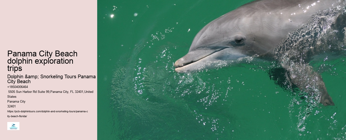 Panama City Beach dolphin adventures