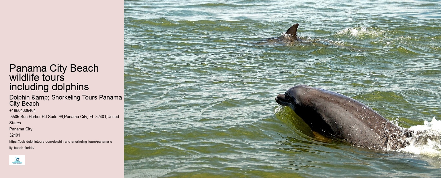 How Much Does It Cost To Swim With The Dolphins At Panama City Beach