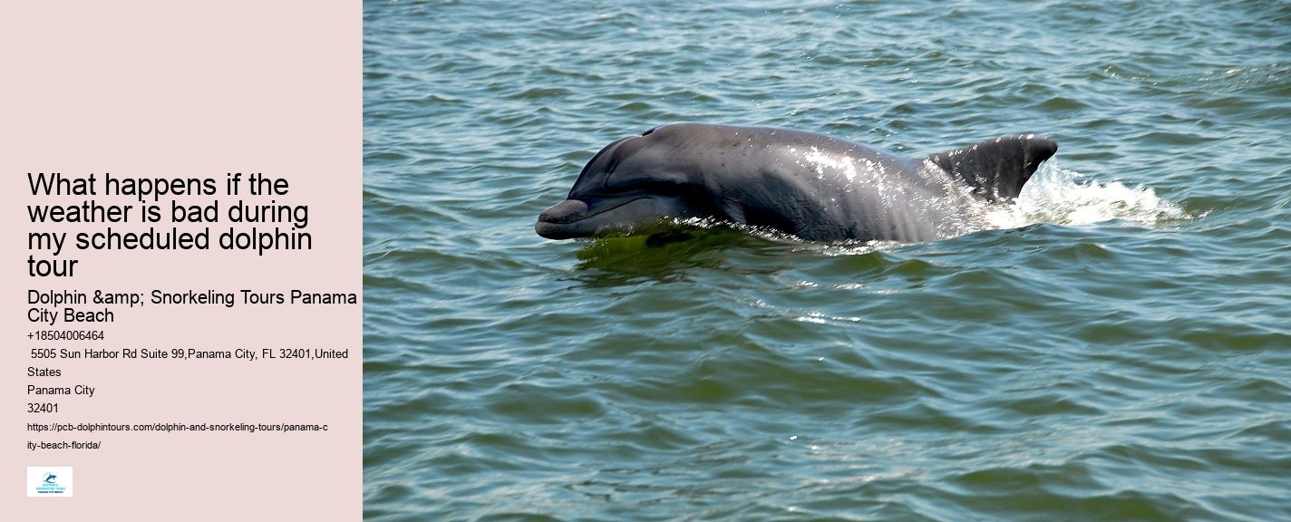 PCB Dolphin Watching Trips
