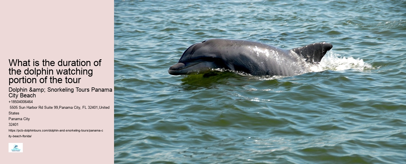 Dolphins In