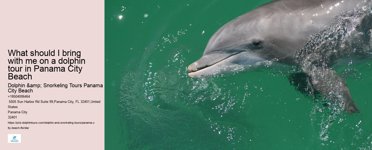 Are There Dolphins In Panama City Beach
