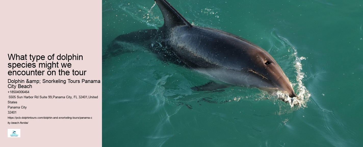 Dolphin trips in Panama City Beach